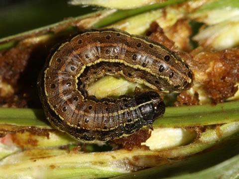 fall army worm